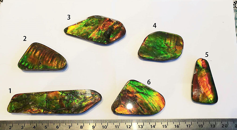 Ammolite Cabs, freeform, Large A+ quality with lots of fire at 1/2 price