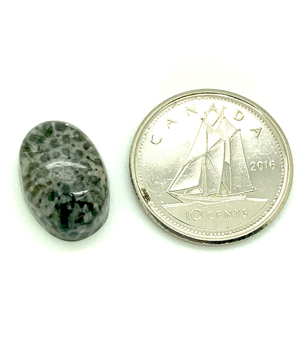 Fossilized Coral Cabochon, black and white