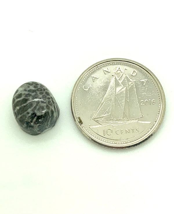 Fossilized Coral Cabochon, black and white