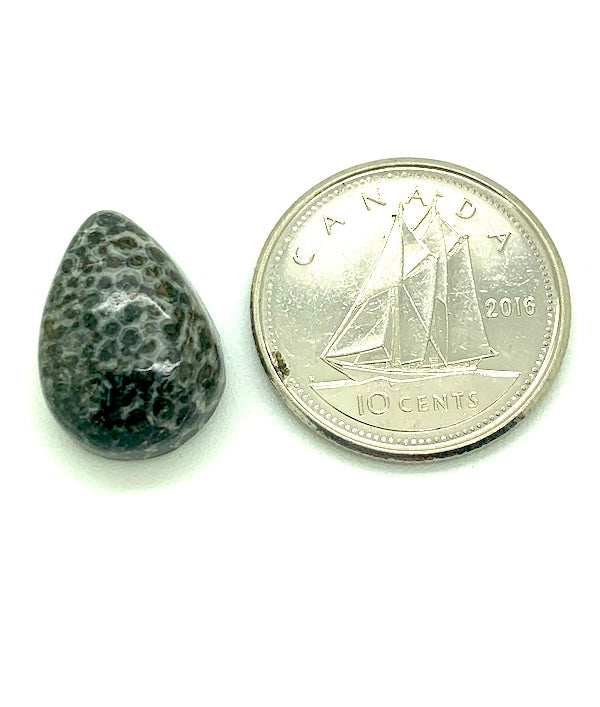 Fossilized Coral Cabochon, black and white