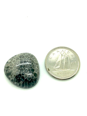 Fossilized Coral Cabochon, black and white