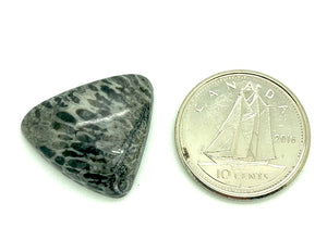 Fossilized Coral Cabochon, black and white