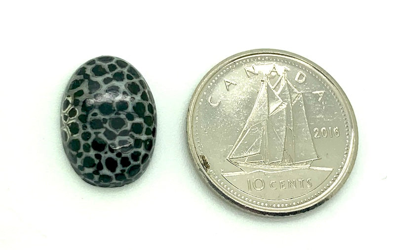 Fossilized Coral Cabochon, black and white